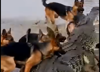 L0305003_Hero Dogs Rescue Mother Deer from Crocodile,Incredible Moment❤️ (Part 2)