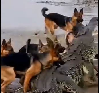 L0305003_Hero Dogs Rescue Mother Deer from Crocodile,Incredible Moment❤️ (Part 2)