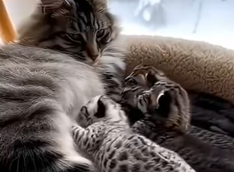 L0305005_My Forest Cat Raised a cub Like Her Own❄️🐱🐆 (Part 2)