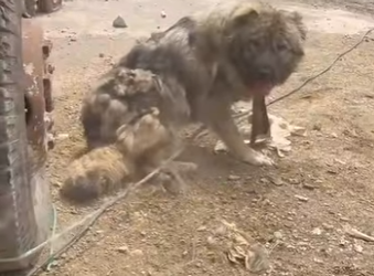 U0205004_I bring you the story of this poor dog the day I was in China me and my friend tried to help him wit (Part 2)