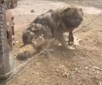 U0205004_I bring you the story of this poor dog the day I was in China me and my friend tried to help him wit (Part 2)