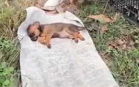 U0205009_Today I reduced 4 dying puppies and God is good he brought them back to life by giving them a second (Part 2)