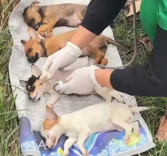 U0205009_Today I reduced 4 dying puppies and God is good he brought them back to life by giving them a second (Part 2)