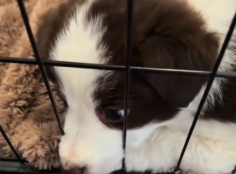 U0205008_I rescued a puppy when I arrived home it was a poor little puppy 😭 ohh sorry  (Part 2)