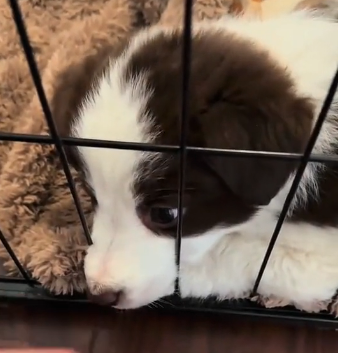 U0205008_I rescued a puppy when I arrived home it was a poor little puppy 😭 ohh sorry  (Part 2)