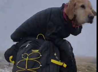 U0205006_As we were moving on the way it was soooo cold we resuced a dog in this bad weather we gave him a ja (Part 2)