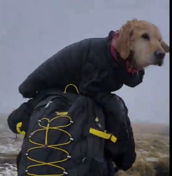 U0205006_As we were moving on the way it was soooo cold we resuced a dog in this bad weather we gave him a ja (Part 2)