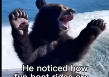 H0305010_Bears Love Boats Too 😅 (Part 2)