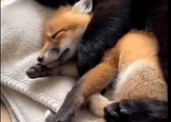 H0305004_Fox and the Cat？❤️  (Part 2)