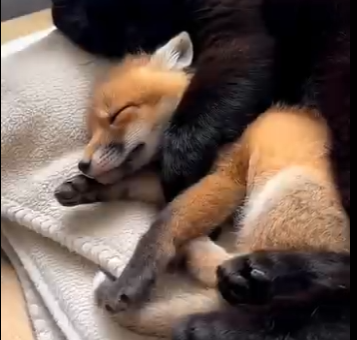 H0305004_Fox and the Cat?❤️ (Part 2)