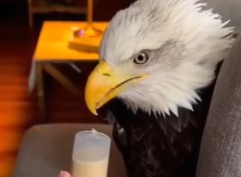 H0305008_I found an eagle in the forest🦅❤️  (Part 2)