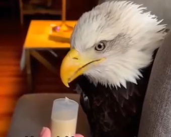 H0305008_I found an eagle in the forest🦅❤️ (Part 2)