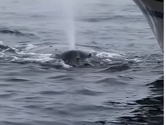 V0305002_This whale needed help!  (Part 2)
