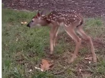 V0105003_This baby deer needed help!  (Part 2)