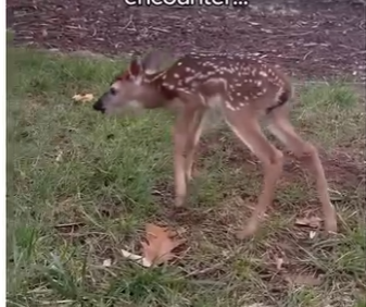 V0105003_This baby deer needed help! (Part 2)