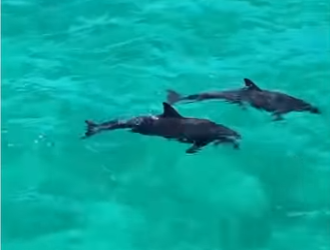 V0305003_this dolphin needed help💕 (Part 2)