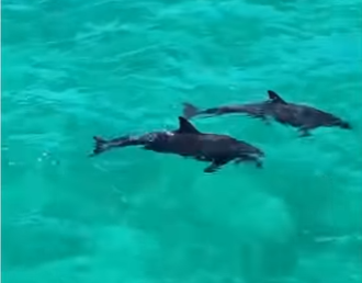 V0305003_this dolphin needed help💕 (Part 2)
