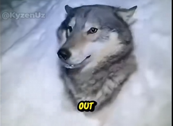 O2904003 The Chicks Got Trapped Under a Frozen Lake   Rescue Operation 🐕🧊  (Part 2)