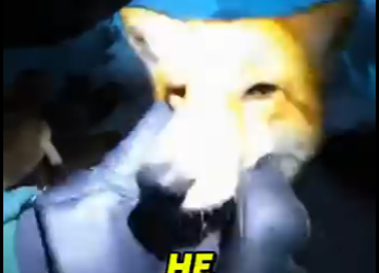 O0305001 My Dog Saved A Fox In An Avalanche… But Then Disappeared😭🦊 (Part 2)