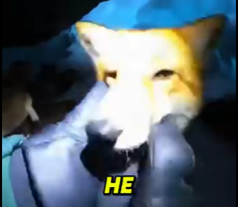 O0305001 My Dog Saved A Fox In An Avalanche… But Then Disappeared😭🦊 (Part 2)
