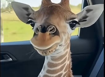 W0105004 I rescued a baby giraffe that had lost its mother. And then (Part 2)