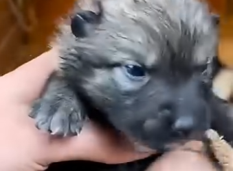L0305008_German Shepherd Saved a Baby Wolf… Years Later, He Came Back ❤️ (Part 2)