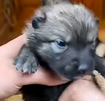 L0305008_German Shepherd Saved a Baby Wolf… Years Later, He Came Back ❤️ (Part 2)