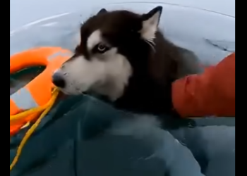 L0305007_I Saved A Drowning Husky, Then He Saved My Life🧊  (Part 2)