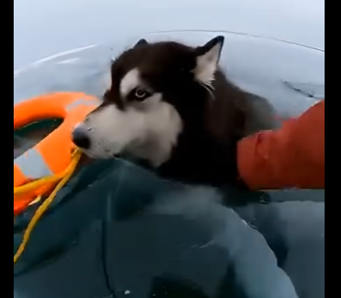 L0305007_I Saved A Drowning Husky, Then He Saved My Life🧊  (Part 2)