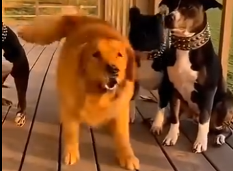 L0305009_🐾🌍Unexpected Animal Heroes🐕❤️ (Part 2)
