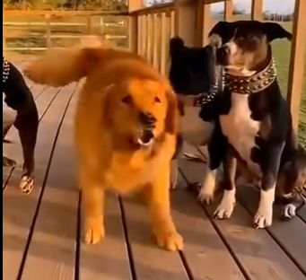L0305009_🐾🌍Unexpected Animal Heroes🐕❤️ (Part 2)