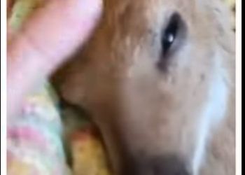 H0405003_This deer needed help💕 (Part 2)