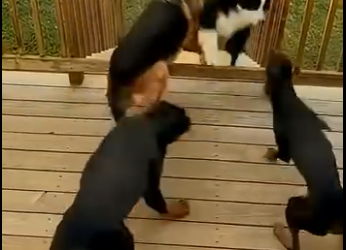 L0305012_Hero Border Collie Saves Cat Mom From Cougar🐾 (Part 2)