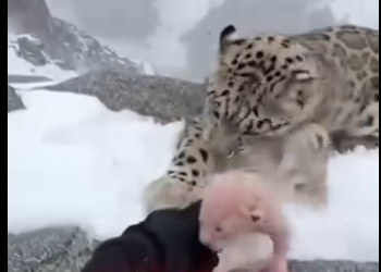 S0405002_She was rejected for being ＂ugly＂… then 1 year later THIS happened! 🐆😭💔  (FULL)