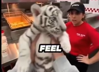 F0205005 My tiger was mistaken for milkshake 🐯🥛 (FULL)