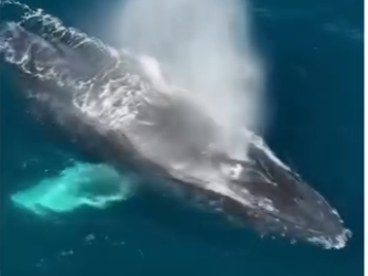 V0305006_This Whale Needed Help🥹🐳 (FULL)