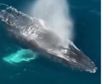 V0305006_This Whale Needed Help🥹🐳 (FULL)