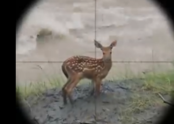 O0305004 My Dog Saved A Deer But Then Disappeared… 😭🌊 (Part 2)