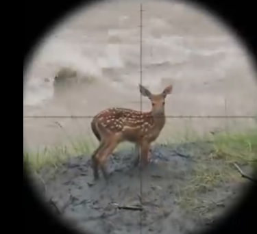 O0305004 My Dog Saved A Deer But Then Disappeared… 😭🌊 (Part 2)