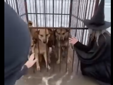 O0305006 Saving dogs in ocean gone wrong  (Part 2)