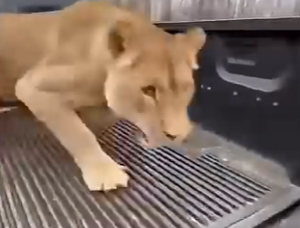 W0305004 Saving a lion changed my life  (FULL)