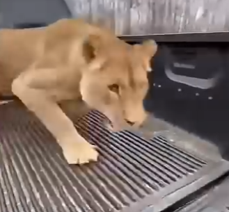 W0305004 Saving a lion changed my life  (FULL)