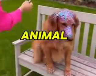 E0405006_Karen Covered This Dog In GLITTER For Instagram Followers 💔 (Part 2)