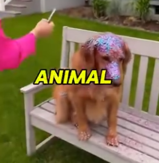 E0405006_Karen Covered This Dog In GLITTER For Instagram Followers 💔 (Part 2)