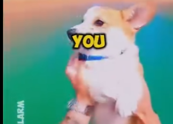 E0405007_🦘I FOUGHT a BOXING KANGAROO to save her therapy dog…🐶😭 (Part 2)
