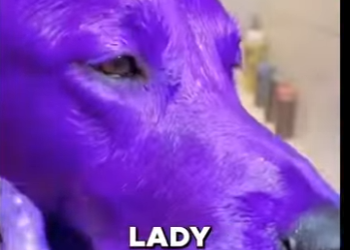 E0405009_I SAVED This Dog From This Cruel Owner! 😱 (Part 2)