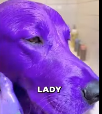 E0405009_I SAVED This Dog From This Cruel Owner! 😱 (Part 2)