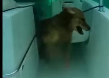 E0405010_He SAVED A Dog From Sinking Boat…💔😱 (Part 2)