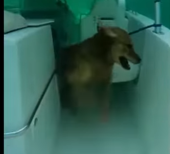 E0405010_He SAVED A Dog From Sinking Boat…💔😱 (Part 2)
