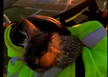 E0405011_I Jumped From a Plane to Save This Kitten… Then This Happened_ (Part 2)